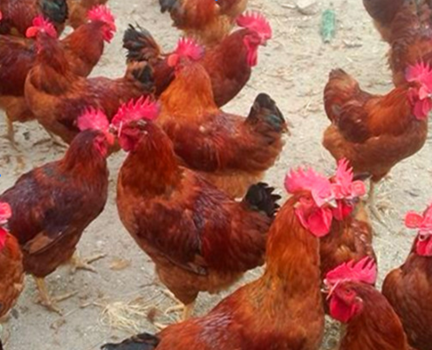 河南金亭禽业有限公司对外出售 九斤红种蛋，鸡苗！有要的请联系13503407501